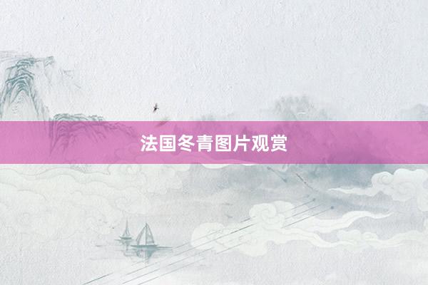 法国冬青图片观赏
